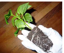 (i wish had looked this up before we. Carolina Reaper Plants Cultivation And Growth Magic Plant Farms