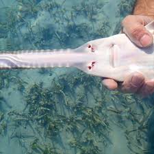 Requin au ventre blanc, aux dents nacr?es dans les eaux chaudes je t'entra?nerai et sans que tu le saches avec amour avec douceur. Canal D Requins Des Abysses Bande Annonce Facebook