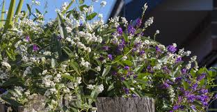 Order flower delivery to home, office, another city. 8 Sweet Smelling Vines To Grow This Year My Garden Life