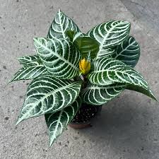 Image result for Xerophyta squarrosa