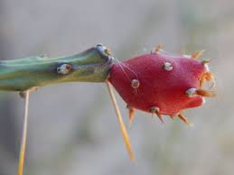 We did not find results for: Time For The Christmas Cholla Home Garden Tucson Com
