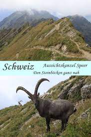 speer steinbocke bei der aussichtskanzel wandern schweiz urlaub schweiz wanderung