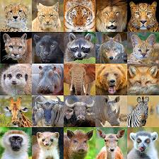 Wild Animal Portraits 43 X 44 Panel Digital Print Fabric Animals Wild Pet Portraits Digital Prints