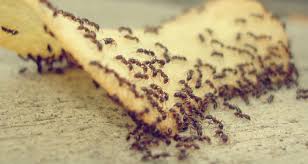 Ampas kopi seringkali ditaburkan di tempat biasa ditemukan semut berjalan berbaris, misalnya di dalam lemari. Cara Halau Semut Dalam Kereta Encikshino Com