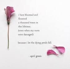 Because I Let The Dying Petals Drop Flower Quotes Bloom Quotes Bloom Where You Are Planted