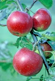 Which is the largest fruit collection in the world? Datei Sweet Cornelly On Tree National Fruit Collection Acc 1968 098 Jpg Wikipedia