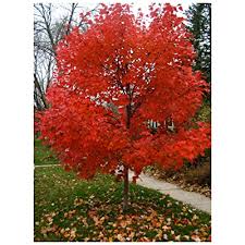 The roots have pushed up the concrete on a walkway. Buy Autumn Blaze Red Maple Tree Acer Saccharinum Heavy Established Roots Two Gallon Potted 1 Plant By Growers Solution Online In Qatar B075rgptch