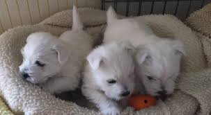 Meet Malta S Westie Woman Wilhemina Has Dedicated Her Life To Her Army Of Westies