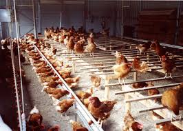 Download Chicken Egg Layer Industry Poultry Hub Australia