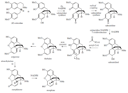 morphine wikipedia