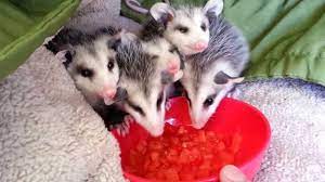 Possums Eating Watermelon Youtube