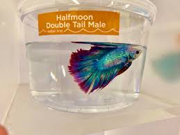 What is the best betta fish? Found This Fish At Petco He S One Of The Prettiest I Ve Ever Seen Bettafish