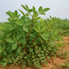 Image result for Alysicarpus