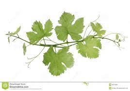 Check spelling or type a new query. Grape Vines Wine Leaves Grape Vines Wine Vine