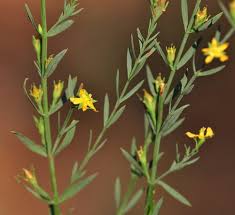 Image result for Hypericum lalandii