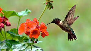 The best fall flowers for your. Plants That Attract Hummingbirds Plants For All Seasons Since 1973
