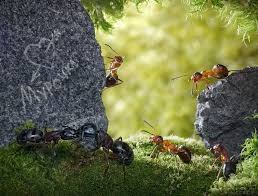 Ant Tales By Andrey Pavlov English Russia Ants Ant Insect Macro Photos