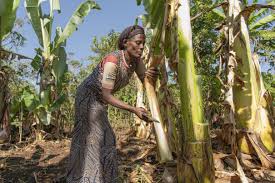 Land scarcity and disease threaten a multifaceted indigenous crop in  Ethiopia