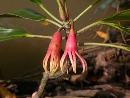 Image result for Bruguiera