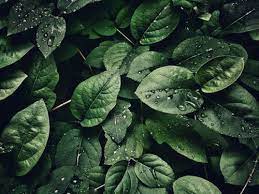 Cell expansion and an increase in turgor pressure is due to inward diffusion of water into the cell, and turgor pressure increases due to the increasing volume of vacuolar sap. Turgidity Definition And Examples Biology Online Dictionary