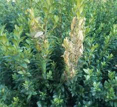 Image result for caterpillar box tree moth inside buxus plant