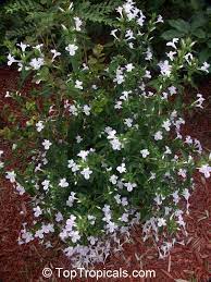 In the philippines, we call plumeria flowers kalachuchi/kalatsutsi regardless of specie/variety. when they are that tall the beautiful white blooms are hard to see. Barleria Cristata Lavender Lace Striped Philippine Violet Crested Philippine Violet Toptropicals Com
