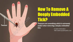 Treatment of a dog from ticks, fleas. How To Remove A Deeply Embedded Tick