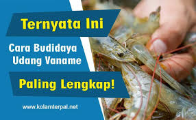 Ternyata Ini Cara Budidaya Udang Vaname Paling Lengkap Terpal Hidroponik Peternakan