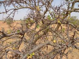 Image result for Commiphora africana