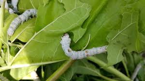 It is the closest relative of bombyx mandarina, the wild silk moth. How To Take Care Of Your First Pet Silkworms Pethelpful