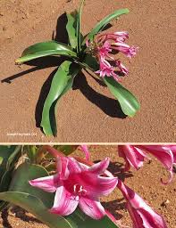 Image result for Crinum stuhlmannii