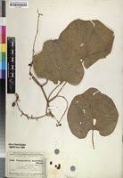 Image result for Chasmanthera dependens