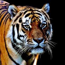 Handyhüllen mit einzigartigen bengalischer tiger designs. Bengalischer Tiger By Umannto