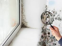 ¿las humedades han provocado la aparición de moho y malos olores? Como Afecta La Humedad En Casa A La Salud Y Como Evitarla Cantitec