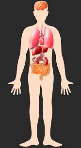 Download Github Onur Kaplan Clickable Human Body Drawn With Svg An Alternative Web Application For Doctors Who Want To Record The Condition Of The Troubled Parts Of The Body Live Demo