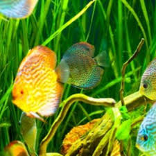 Aquarium adalah hal mendasar yang harus ada sebelum kita melanjutkan bagaimana cara membuat aquascape. Infomina Cara Membuat Aquarium Ikan Hias Untuk Pemula Mudah Dipraktikkan Di Rumah