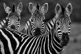 It's a tricky question for those who'd never been to any forest rather they have only attended these animals behind the bars in zoos. Zebra Guide Species Facts Where They Live Migration Discover Wildlife
