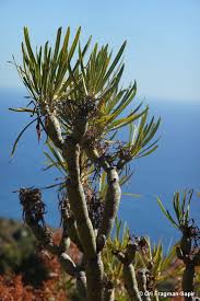 Image result for Kleinia sp.no.1