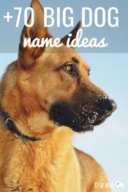 We will not go over who each character. Harry Potter Dog Names Magical Names For Your New Dog Trending