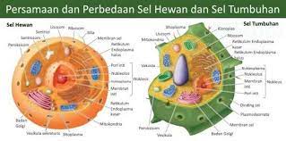 Sel hewan merupakan bentuk sel eukariotik yang menyusun jaringan pada hewan. Ukuran Sel Memengaruhi Ukuran Tubuh Binatang Benarkah Halaman 1 Kompasiana Com