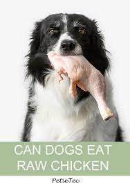 Raw Chicken For Dogs In 2021 Eating Raw Chicken Can Dogs Eat Raw Chicken