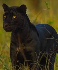 National Geographic Live Shannon Wild Pursuit Of The Black Panther