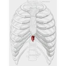 Check spelling or type a new query. What Organ Is Located Is Middle Of Chest Under End Of Rib Cage Costochondritis Physiopedia The Heart Is Located Between The Two Major Lobes And Is Partially Protected In The