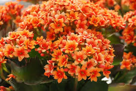 Image result for Kalanchoe