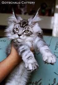 Alicia Sorenson Alicias4984 - Profile Pinterest