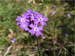 Image result for Verbena aristigera