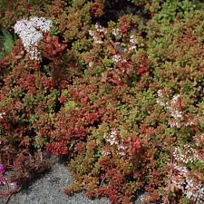 Image result for Sedum album `Coral Carpet`