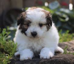 Find the perfect puppy for sale in fresno / madera, california at next day pets. Pomapoo Pups For Sale