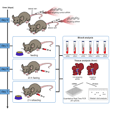 They may look and behave similarly but a mouse will not grow up to be a rat. Transient Sirna Mediated Protein Knockdown In Mouse Followed By Feeding Starving Cycle And Liver Tissue Analysis Star Protocols