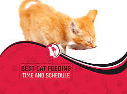 How Often And How Much Should You Feed Your Cat Is It Okay To Leave Just Enough Food He Can Access To All D In 2021 Cat Feeding Schedule Cat Feeding